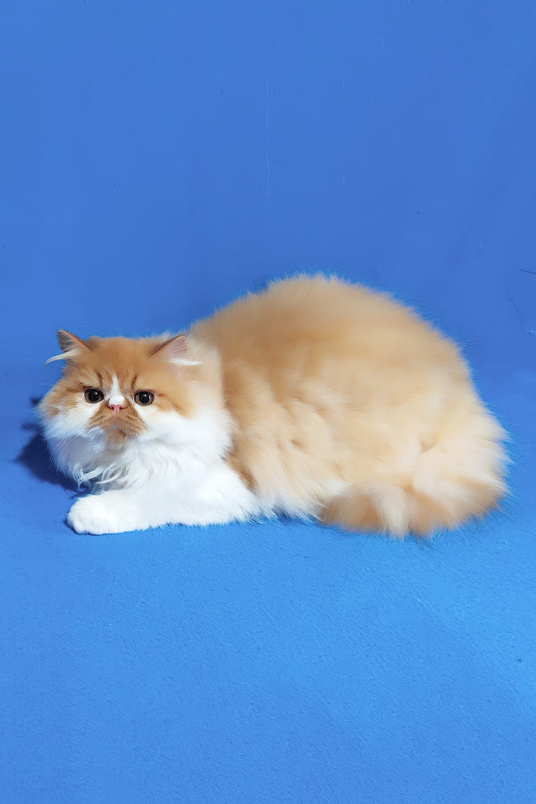 Katrin | Persian Kitten