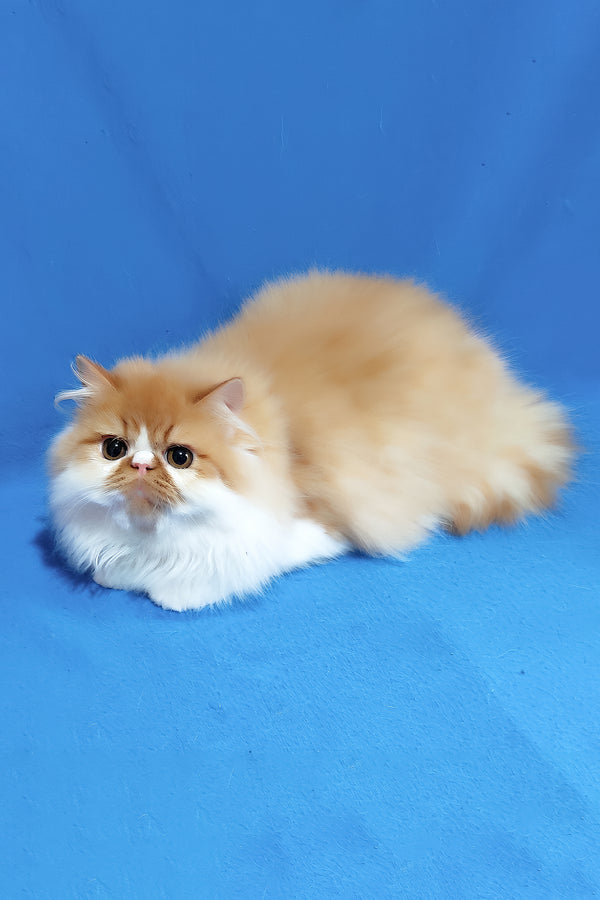 Katrin | Persian Kitten