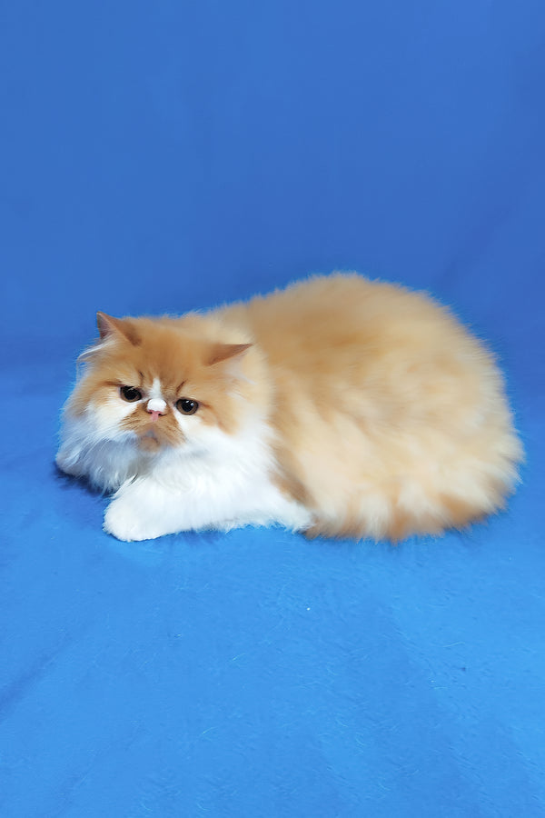 Katrin | Persian Kitten