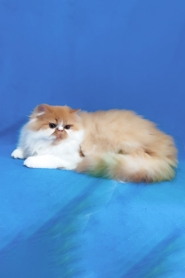 Katrin | Persian Kitten