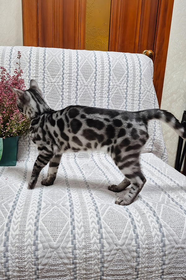 Keks | Bengal Kitten