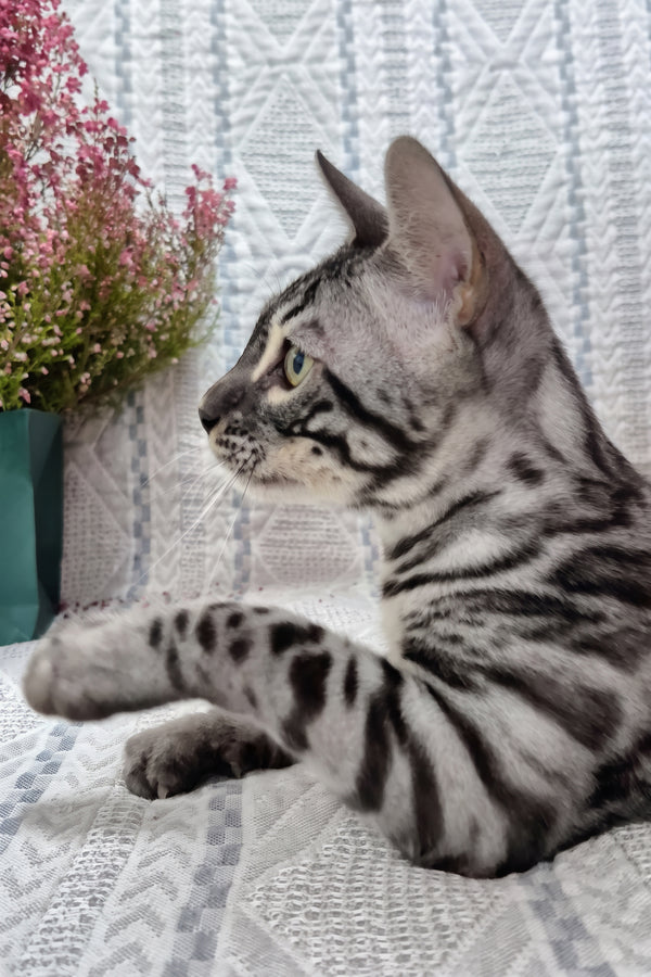 Keks | Bengal Kitten