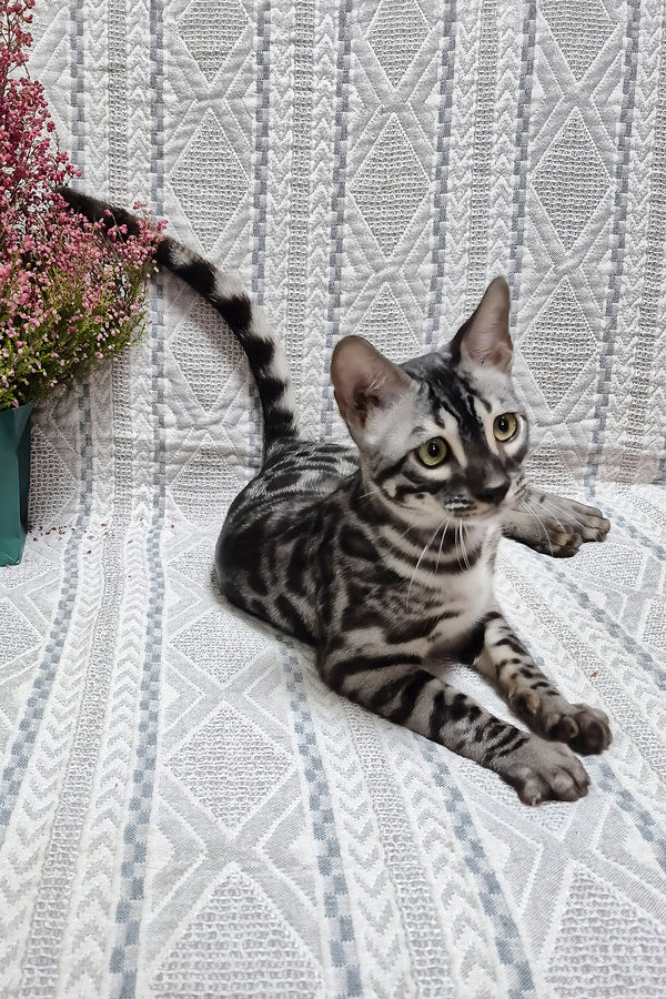 Keks | Bengal Kitten