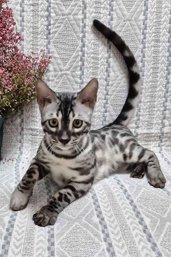 Keks | Bengal Kitten