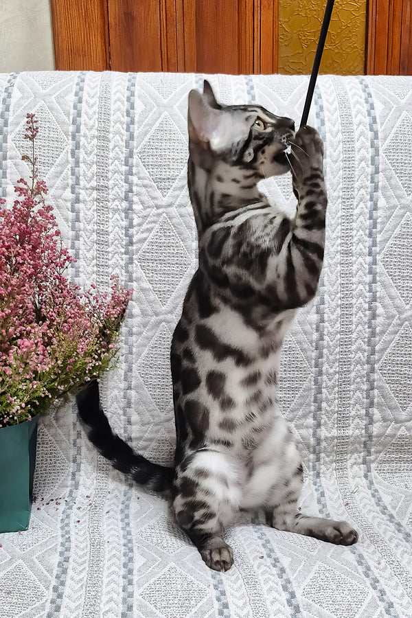 Keks | Bengal Kitten