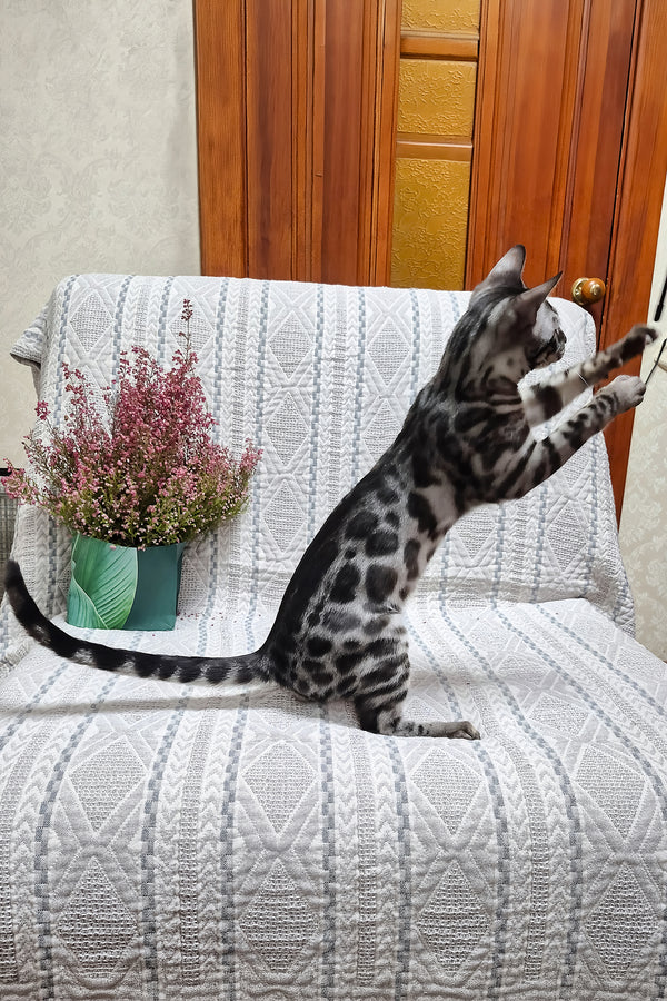 Keks | Bengal Kitten