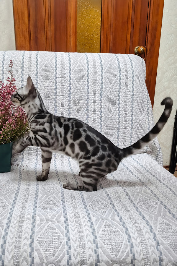 Keks | Bengal Kitten