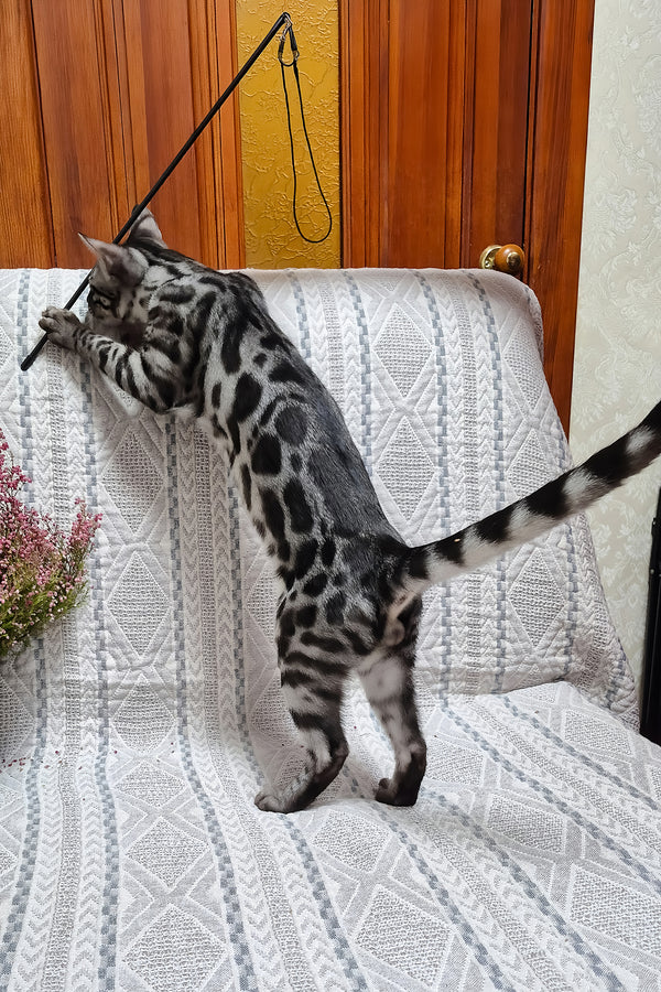 Keks | Bengal Kitten