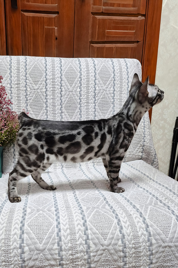 Keks | Bengal Kitten
