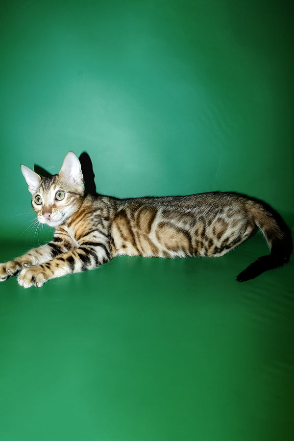 Kevin | Bengal Kitten