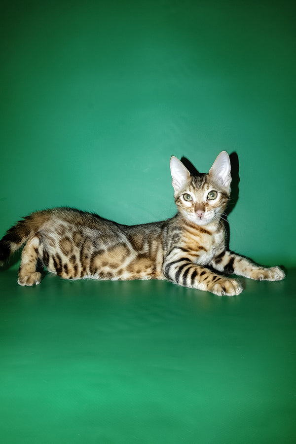 Kevin | Bengal Kitten