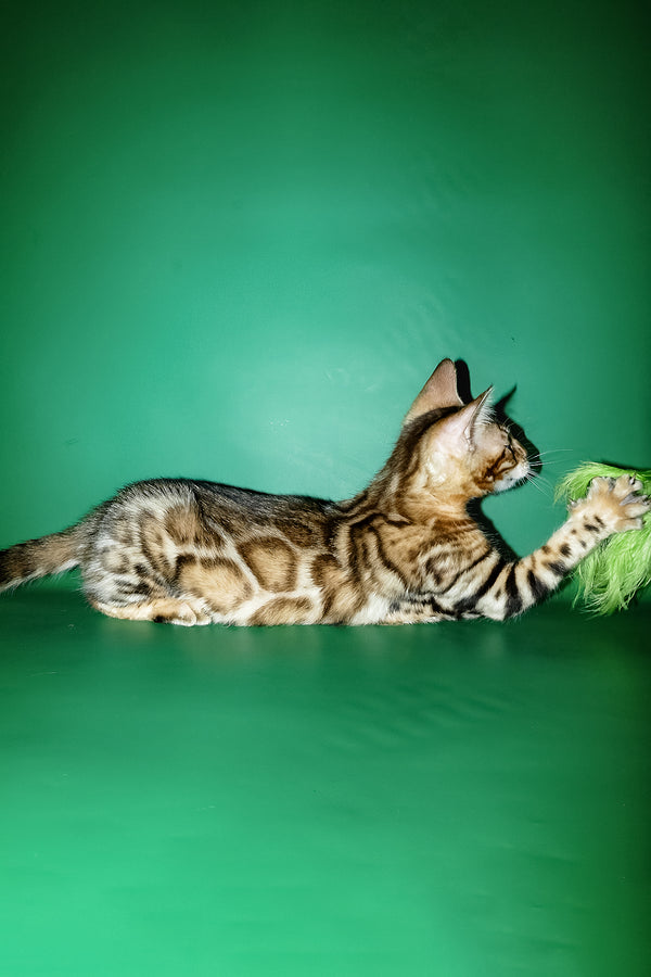 Kevin | Bengal Kitten