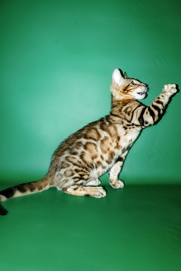 Kevin | Bengal Kitten