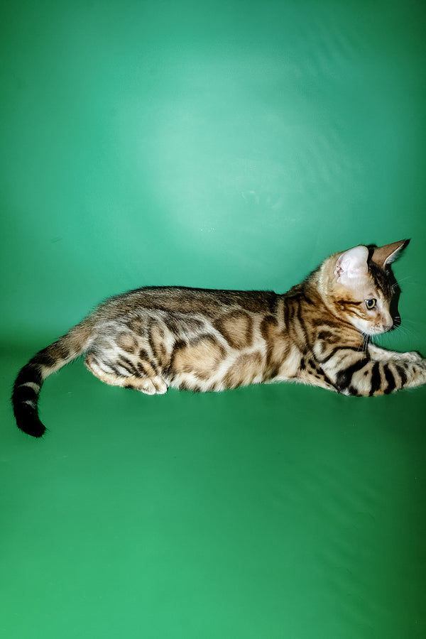 Kevin | Bengal Kitten