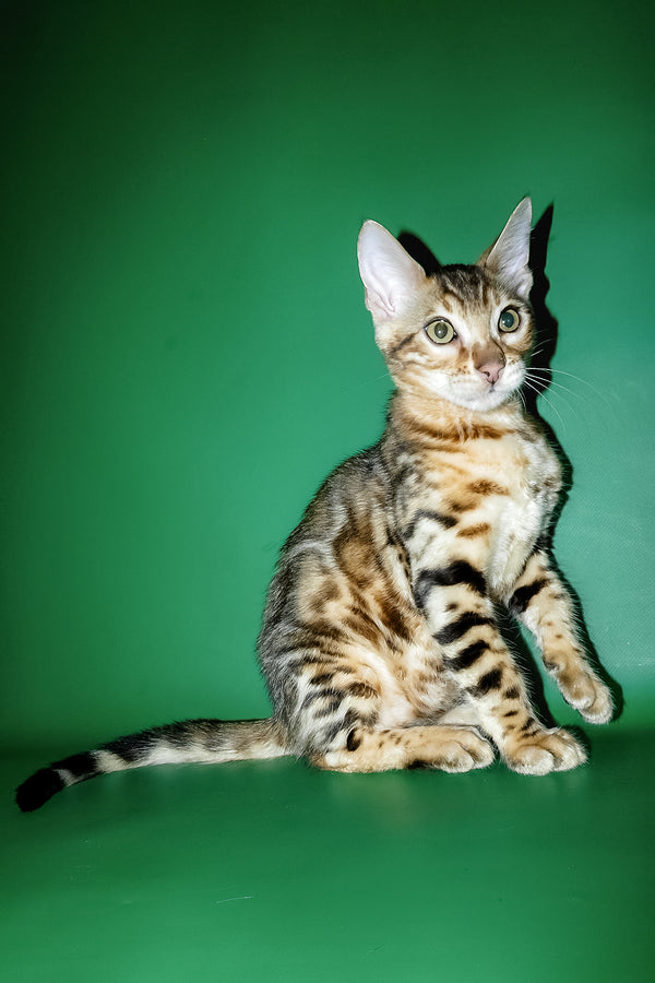Kevin | Bengal Kitten