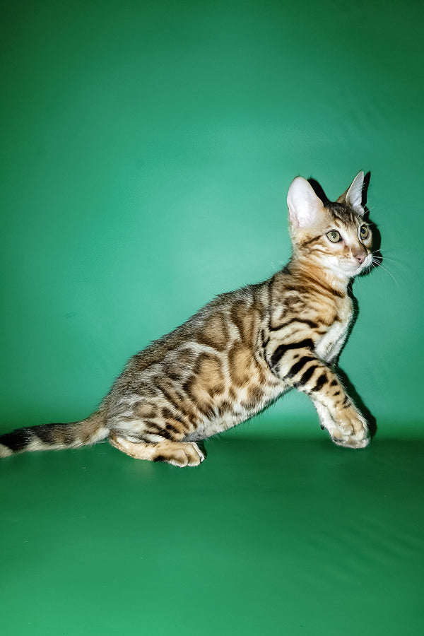 Kevin | Bengal Kitten
