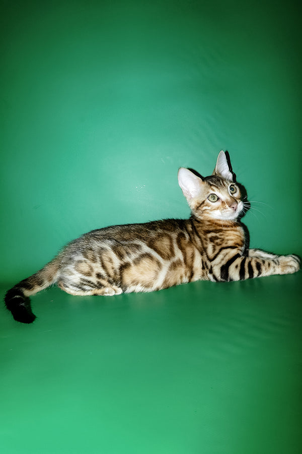 Kevin | Bengal Kitten