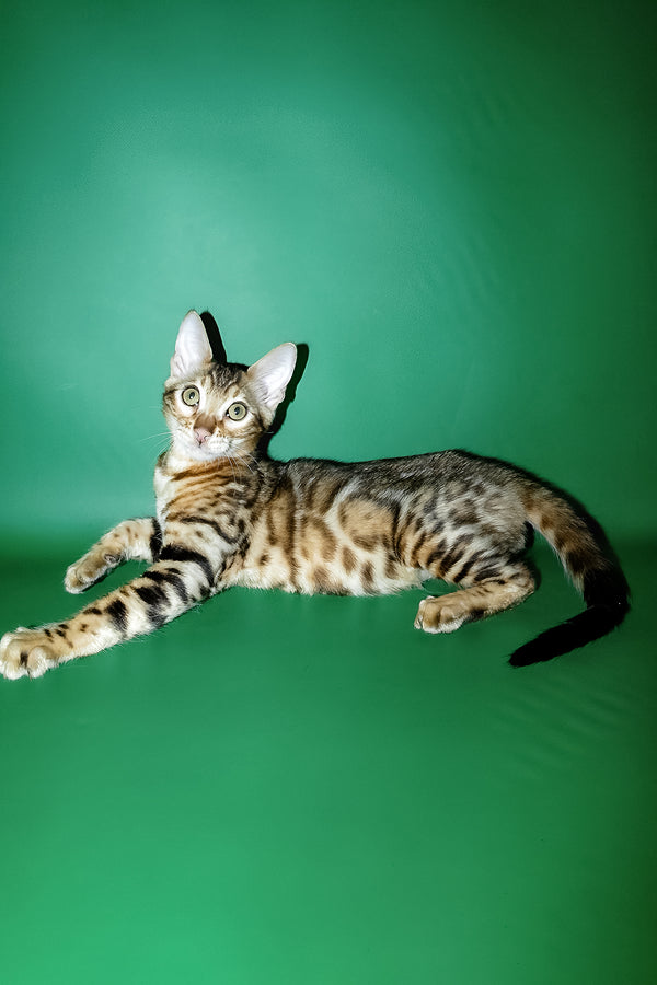 Kevin | Bengal Kitten