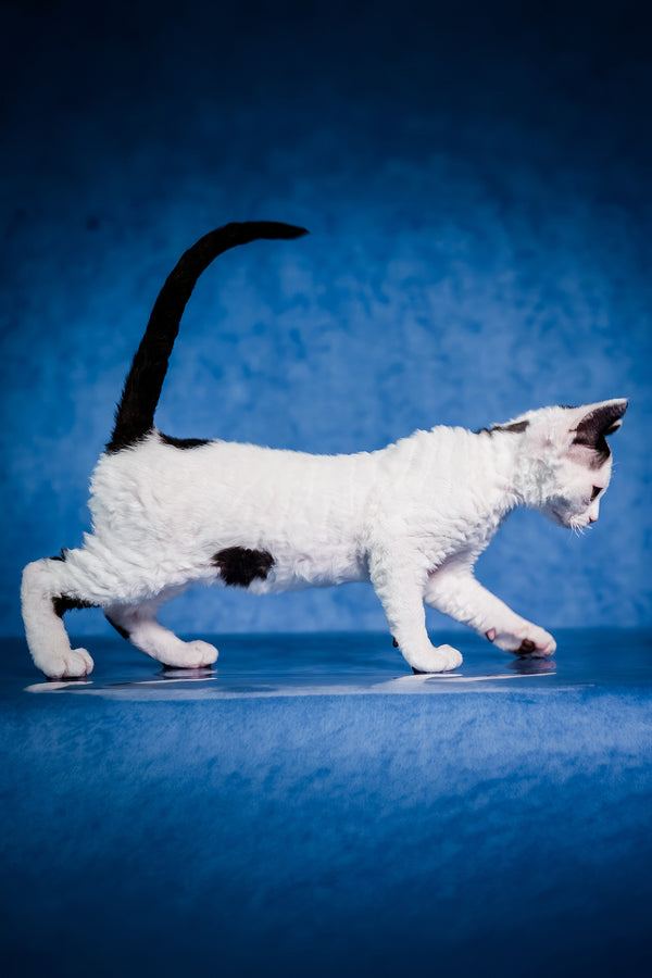 Kiki | Devon Rex Kitten