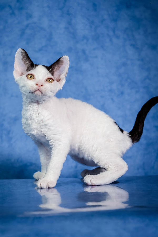 Kiki | Devon Rex Kitten