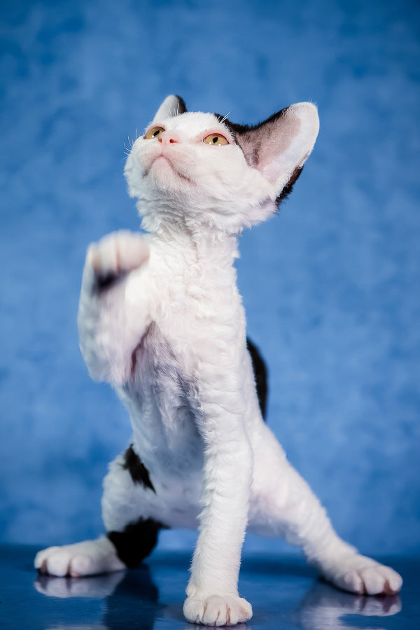 Kiki | Devon Rex Kitten