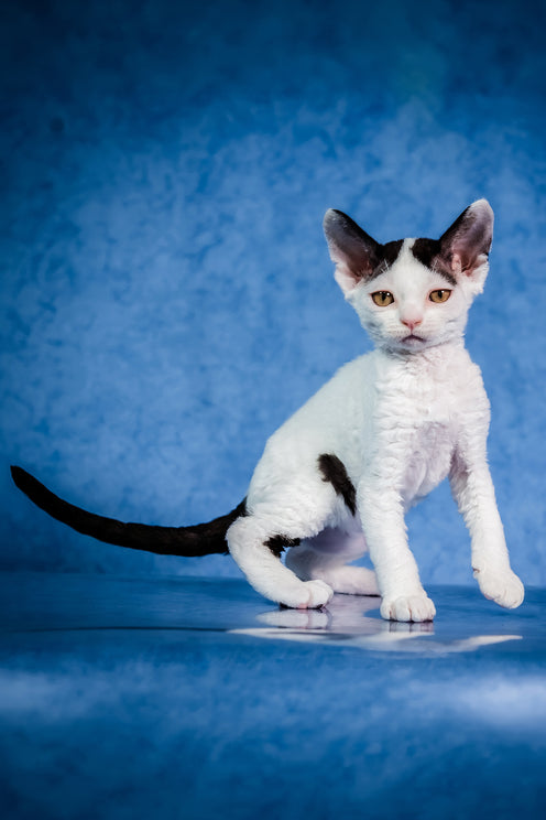 Kiki | Devon Rex Kitten