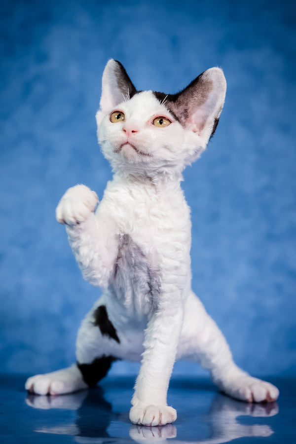 Kiki | Devon Rex Kitten