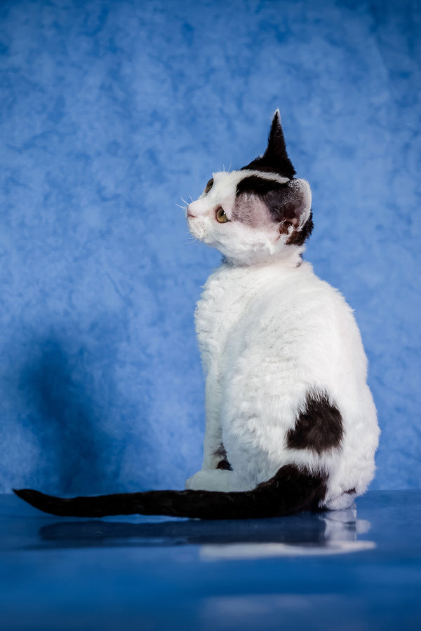 Kiki | Devon Rex Kitten