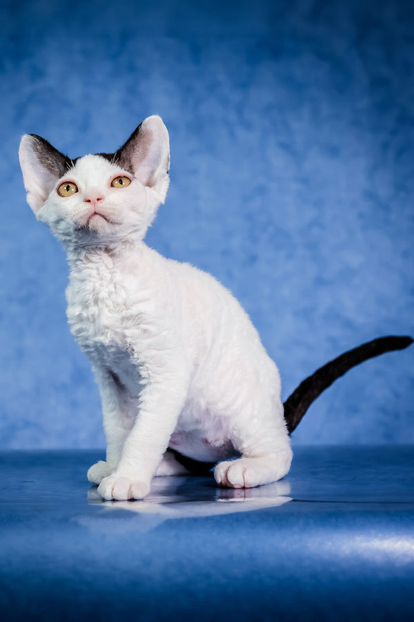 Kiki | Devon Rex Kitten