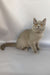 King | British Shorthair Kitten
