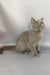 King | British Shorthair Kitten