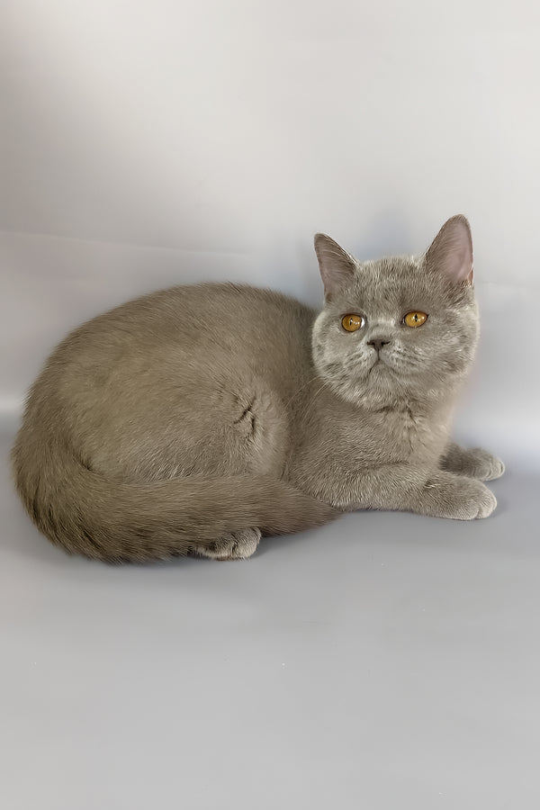 King | British Shorthair Kitten