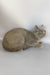 King | British Shorthair Kitten