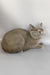 King | British Shorthair Kitten