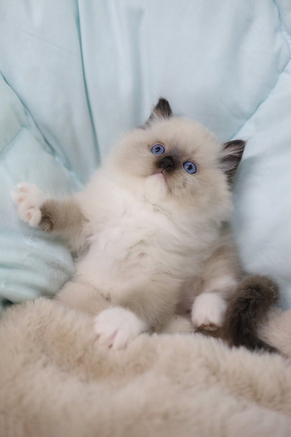 Kingston | Ragdoll Kitten