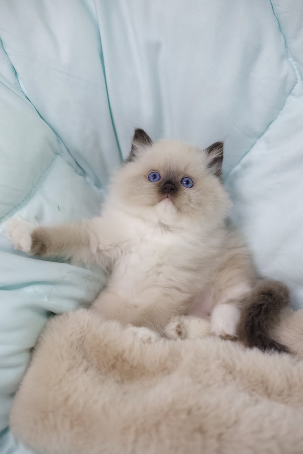 Kingston | Ragdoll Kitten