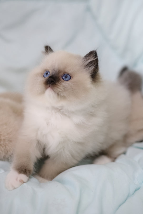 Kingston | Ragdoll Kitten