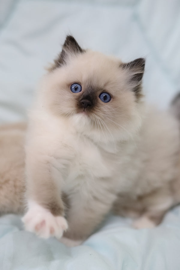 Kingston | Ragdoll Kitten