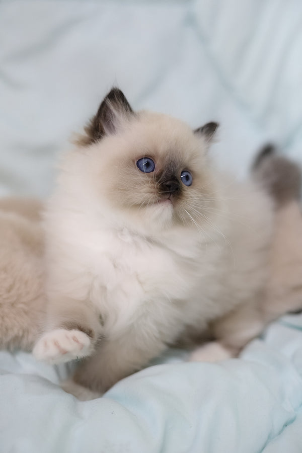 Kingston | Ragdoll Kitten