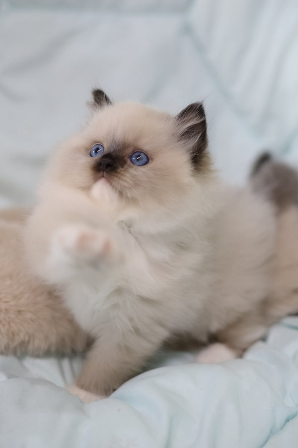 Kingston | Ragdoll Kitten