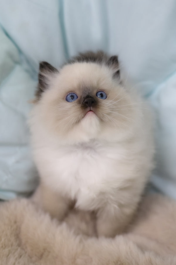 Kingston | Ragdoll Kitten