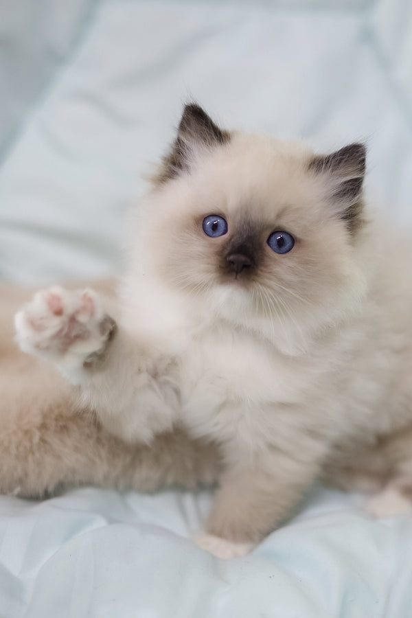 Kingston | Ragdoll Kitten