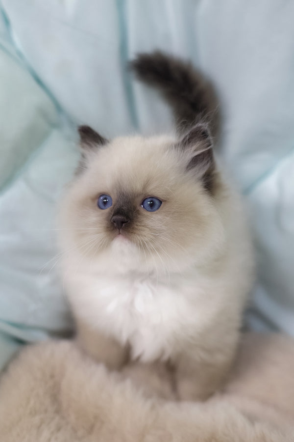 Kingston | Ragdoll Kitten