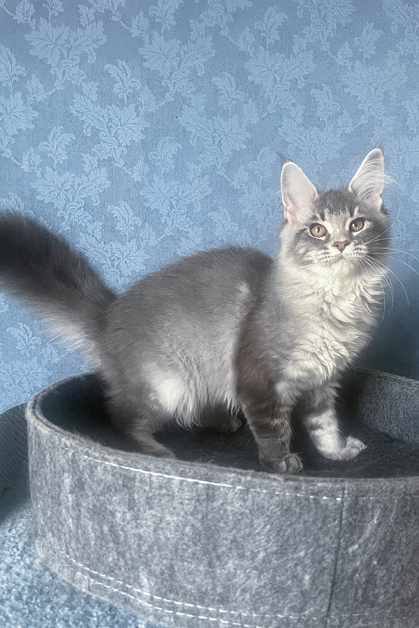 Kira | Maine Coon Kitten