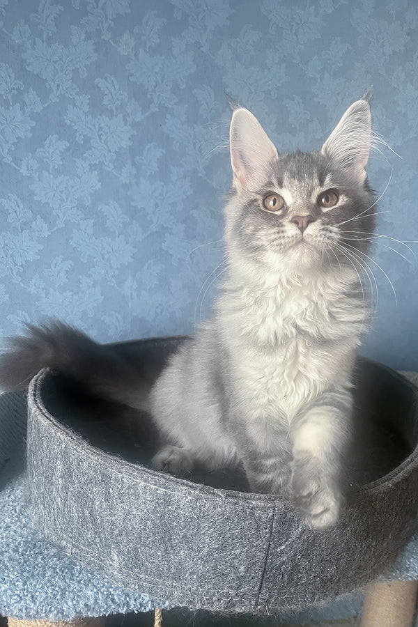 Kira | Maine Coon Kitten