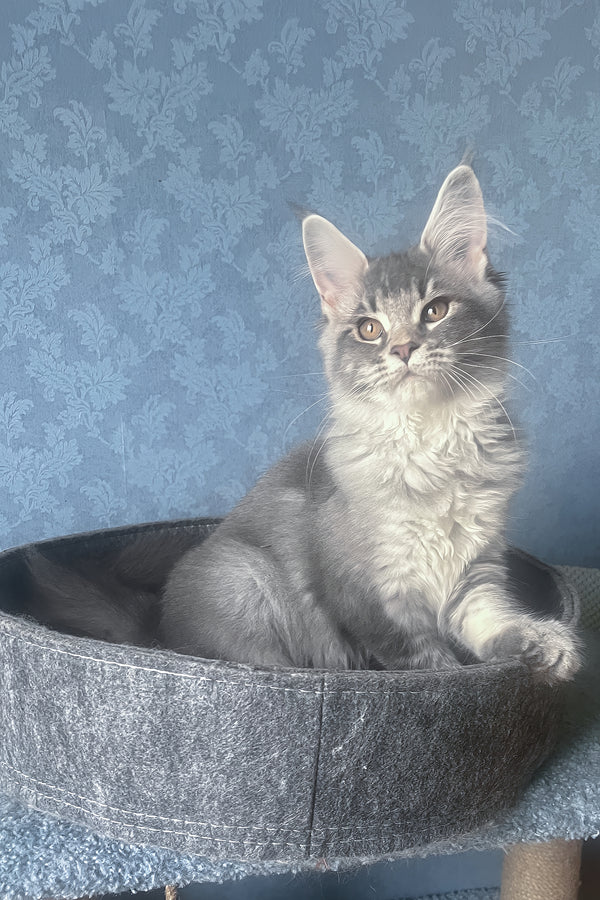 Kira | Maine Coon Kitten