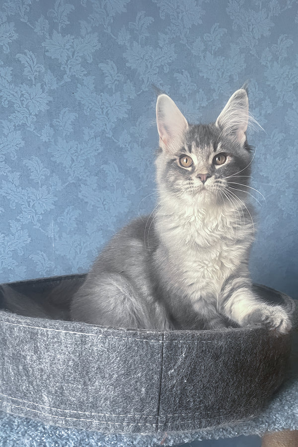 Kira | Maine Coon Kitten