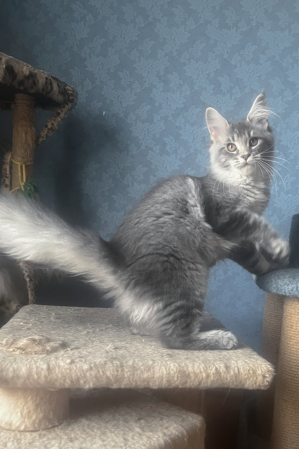 Kira | Maine Coon Kitten