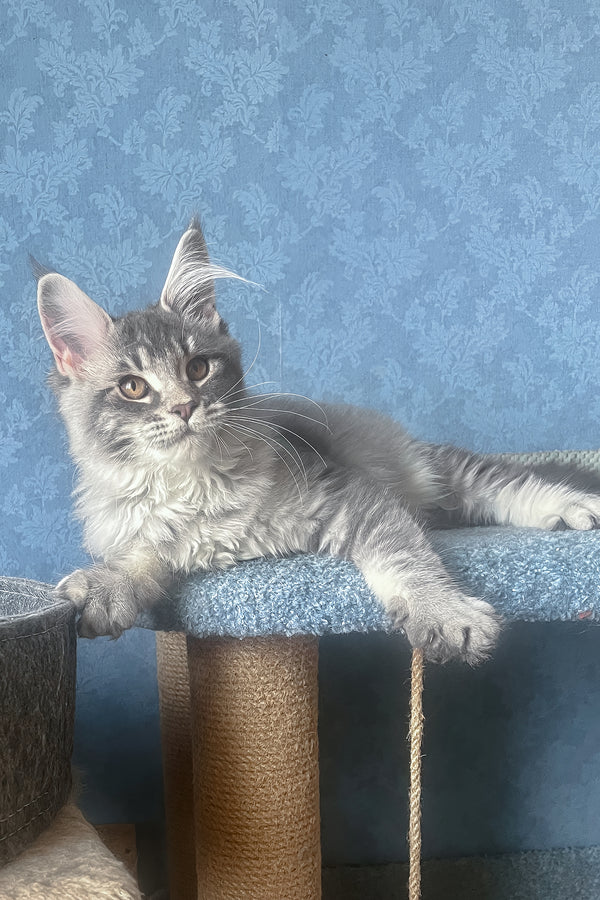 Kira | Maine Coon Kitten