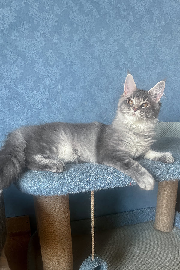Kira | Maine Coon Kitten